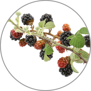 MEDISANA Υδρόλυμα Wild Berries 10 ml για Υγραντήρες & Διαχυτές Αρωμάτων - 60039